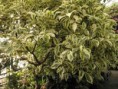 /album/fotogaleria-plantas-y-reforestacion/ficus-bco-jpg/